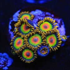 🎽🪇Rasta ZOA Coral Frag -
