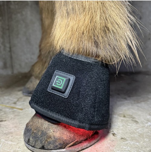 Equine red light - red, therapy