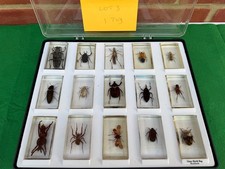 National Geographic Real Life