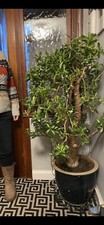 Huge 5ft 35+Yr Old Large jade