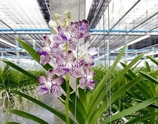 Rare  Vanda/ Pda. Kyra Green orchid plant  FS , not in bloom