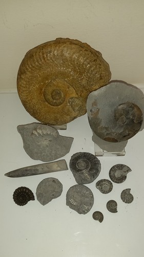 Fossil collection from - fossil,