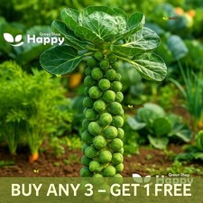 Vegetable Brussels Sprouts