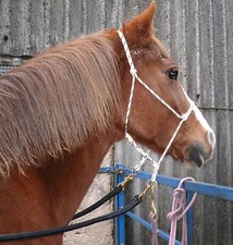 Easy does bitless - bitless, bridle