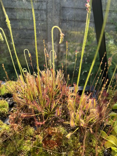 Drosera capensis cape sundew - -,