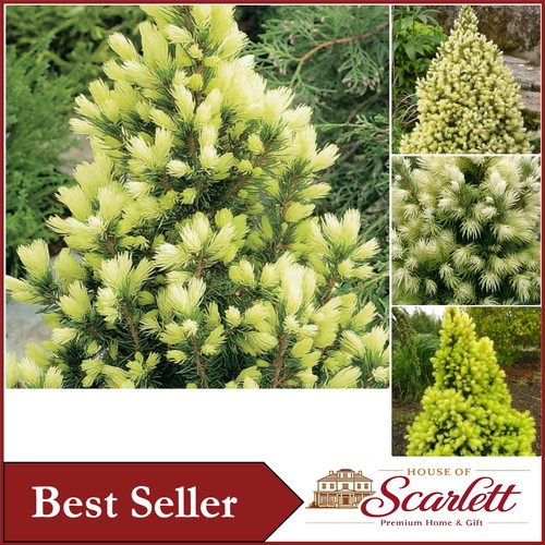 Picea glauca daisy - picea, white'