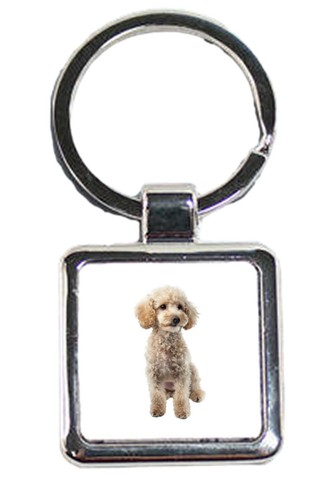 Miniature poodle dog pet - poodle,