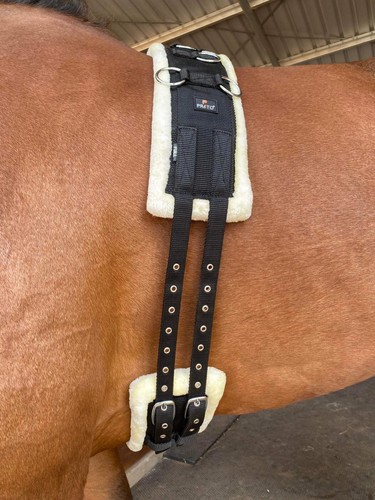 Preto horse training body - training,