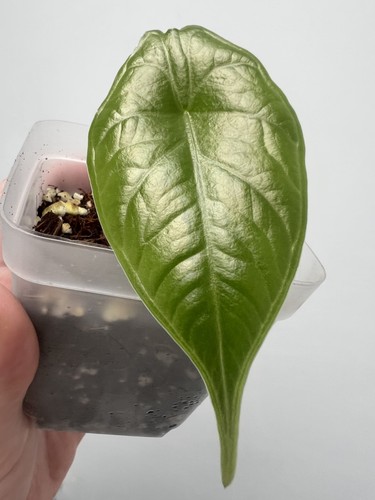Alocasia green unicorn - alocasia,