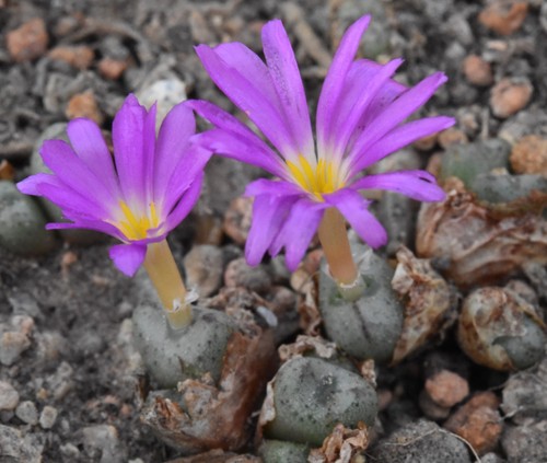 Conophytum pium - , (rietpoort)