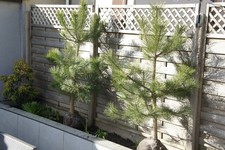 6 FT PINUS NIGRA AUSTRIAN PINE