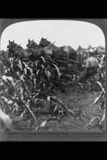 Cultivating Corn,Laying it