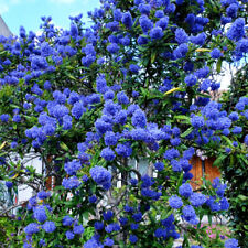 Topiary Shrub, Californian Lilac Pyramid, Blue Flowers, 1 x 17cm Pot