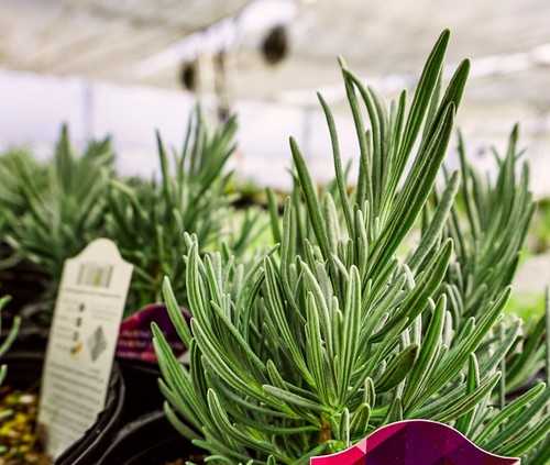 Live phenomenal lavender plant - phenomenal,
