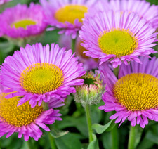 Pink Jewel Showy Fleabane – 500x Seeds - Erigeron Speciosus - Hardy Perennial