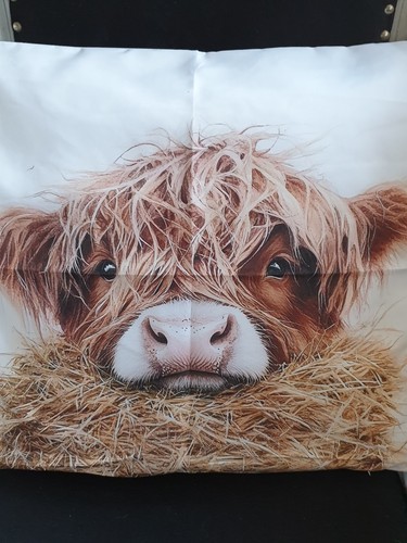 Amazing highland cow the - highland, in