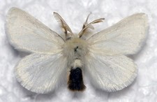 🦋 Brown‑tail Moth