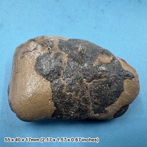 Fossil london clay crab