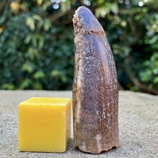 Genuine Rebbachisaurus