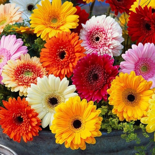 Gerbera jamesonii hybrids - -,