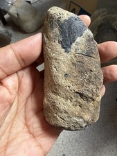 Isle Of Wight Rare Dinosaur