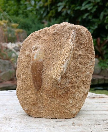 Fossil plesiosaur tooth - fossil, on