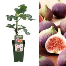 Ficus gustissimo perretta - ficus,