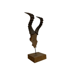 Antelope Horns - Antelope - 72