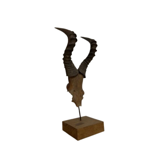 Antelope horns 72 - antelope,