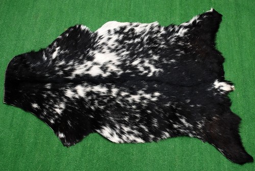 Goat western taxidermy hide - taxidermy,