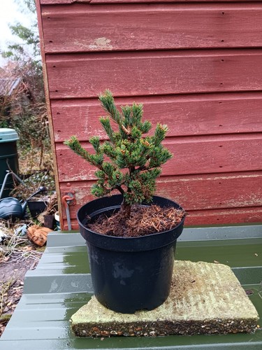 Pinus parviflora hagoromo - parviflora,