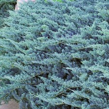 Juniperus Blue Chip Dense Spreading Hardy Evergreen Groundcover Conifer Plant