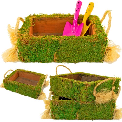Moss covered succulent planter - succulent,