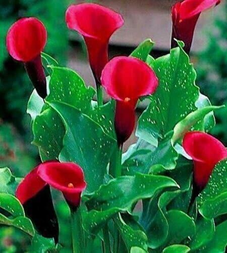 Majestic red calla lily - lily, bulb