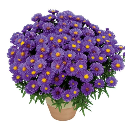 New england aster kickin - new,