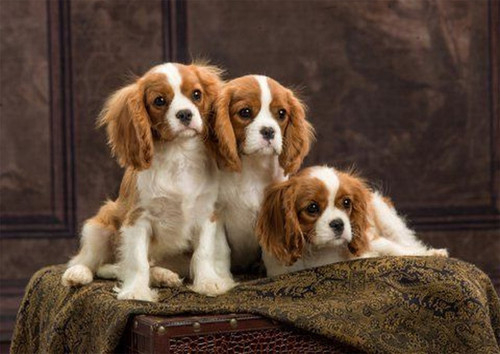 Cavalier king charles - king,