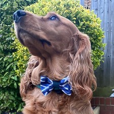 Scotland Football Flag Dog Pet