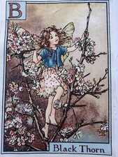 B - BLACK THORN - Alphabet