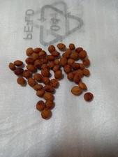 30 sloe / blackthorn seeds.  (