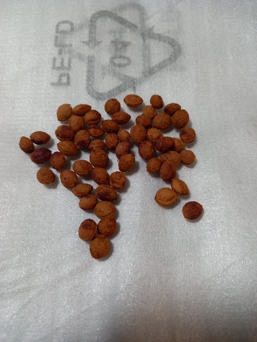 Sloe blackthorn seeds - 30,