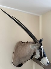 Shoulder mount gemsbok - shoulder,