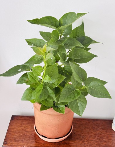 Syringa vulgaris common - vulgaris,