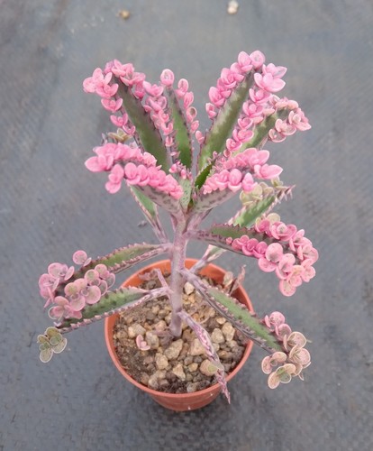 Kalanchoe pink butterflies - kalanchoe, butterflies'
