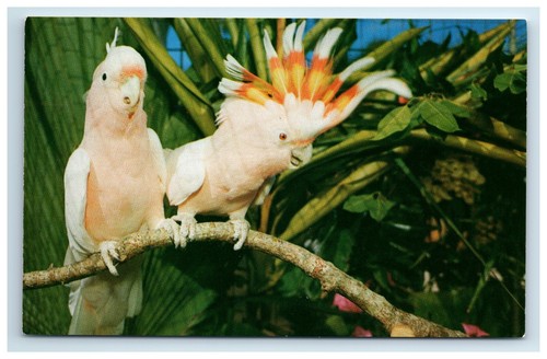 Postcard birds salmon crested - salmon,