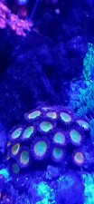 Zoa,ultras,Sunny D Zoas