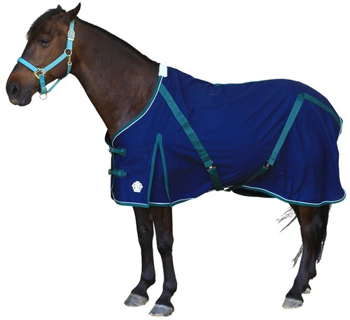 Teke deluxe horse canvas - t,