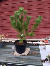 Pinus thunbergii Sayonara -
