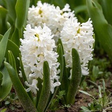 Hyacinth Carnegie Flower Bulbs