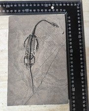 Natural Keichousaurus Skeleton