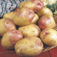 King Edward (Quality Main Crop